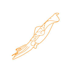 Animals Cephalopods Bigfin Reef Squid Sketch Drawing Svg, Free Vectors File